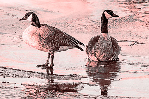 Two Geese Embrace Sunrise Atop Ice Frozen River (Red Tone)