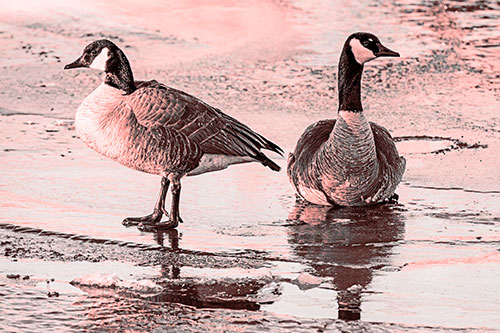 Two Geese Embrace Sunrise Atop Ice Frozen River (Red Tone Photo)