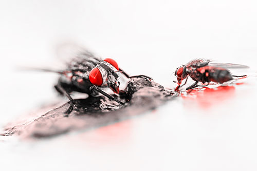 Two Hungry Cluster Flies Feasting Together (Red Tone)