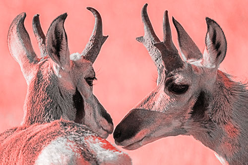Two Loving Pronghorns Kissing Each Other (Red Tone)