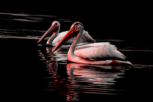 Two Pelicans Floating In Dark Lake Water (Red Tone Photo)