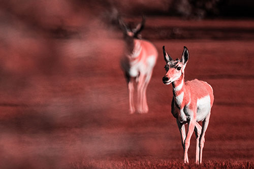 Two Pronghorns Walking Across Freshly Cut Grass (Red Tone Photo)