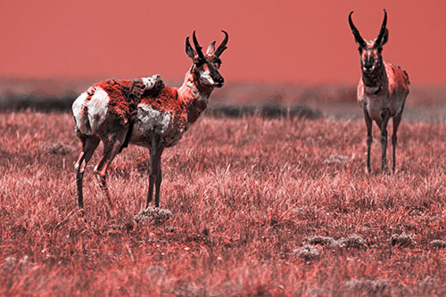 Two Shedding Pronghorns Among Grass (Red Tone Photo)