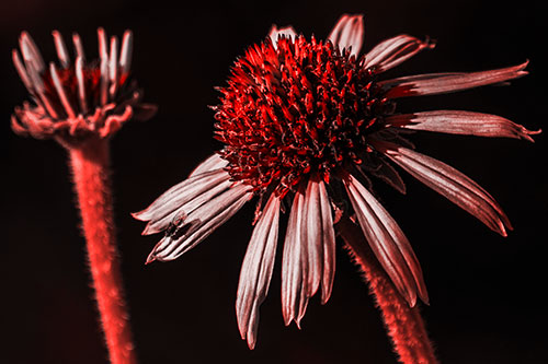 Two Towering Coneflowers Blossoming (Red Tone Photo)