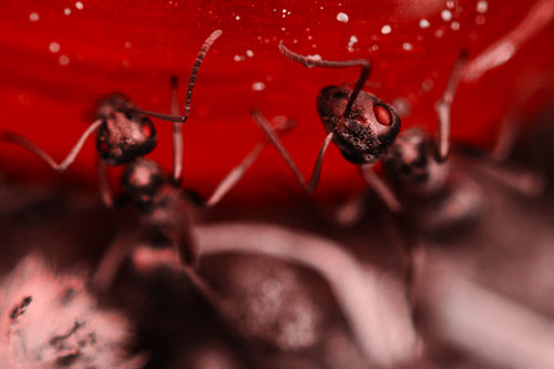 Two Vertical Climbing Carpenter Ants (Red Tone Photo)