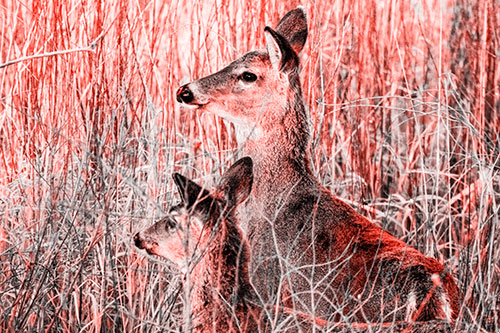 Two White Tailed Deer Scouting Terrain (Red Tone Photo)