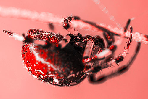 Upside Down Furrow Orb Weaver Spider Crawling Along Stem (Red Tone)