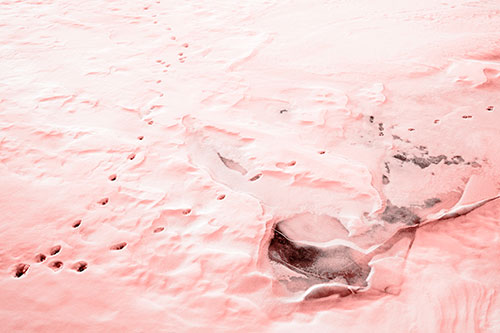 V Shaped Footprint Path Across Frozen Snow Covered River (Red Tone Photo)