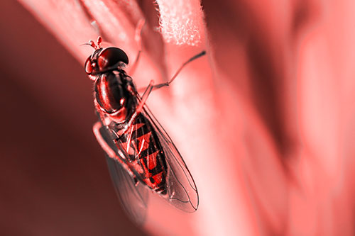 Vertical Leg Contorting Hoverfly (Red Tone Photo)