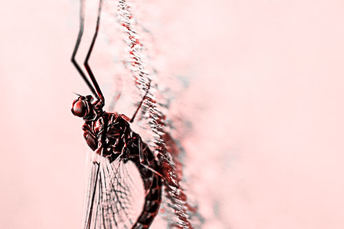 Vertical Perched Mayfly Sleeping (Red Tone Photo)