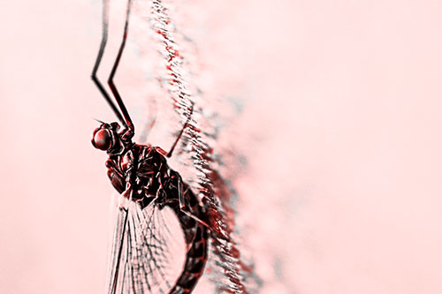 Vertical Perched Mayfly Sleeping (Red Tone)