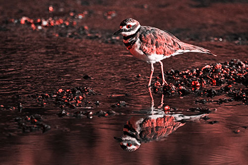 Wading Killdeer Wanders Shallow River Water (Red Tone)