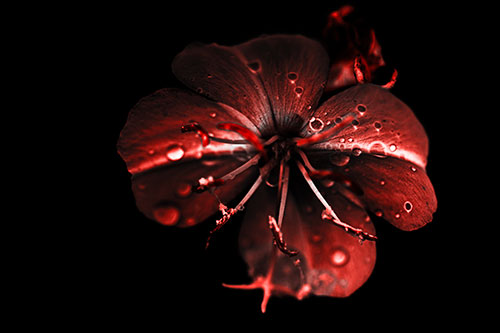 Water Droplet Primrose Flower After Rainfall (Red Tone Photo)