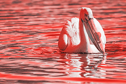 Water Floating Pelican Hunting For Food (Red Tone)