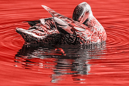 Water Rippling Mallard Duck Grooming Self (Red Tone)
