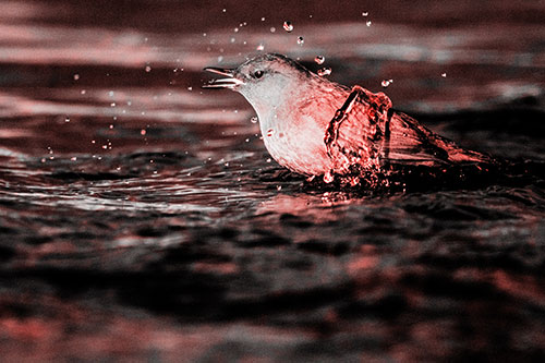 Water Splashing American Dipper Feasting On Larvae (Red Tone)