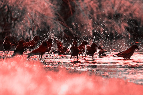 Water Splashing Crows Enjoy Bird Bath Along River Shore (Red Tone Photo)
