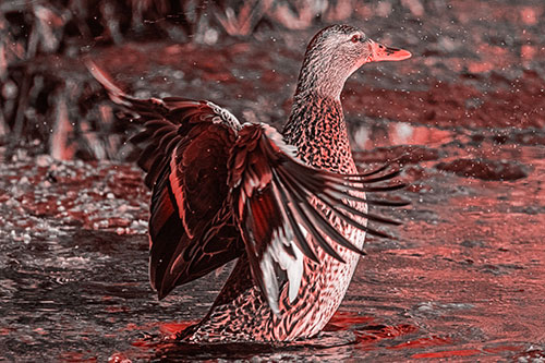 Water Splashing Mallard Duck Flapping Wings Among Pond (Red Tone Photo)