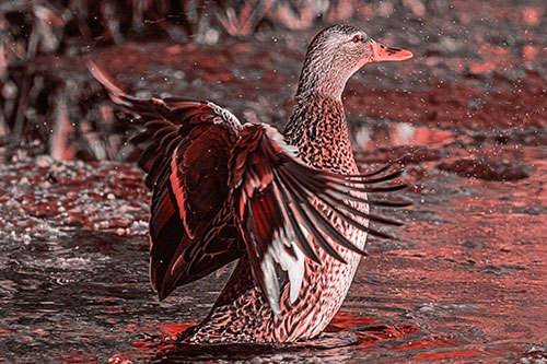Water Splashing Mallard Duck Flapping Wings Among Pond (Red Tone)