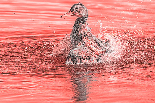 Water Splashing Mallard Duck Taking Bird Bath (Red Tone)