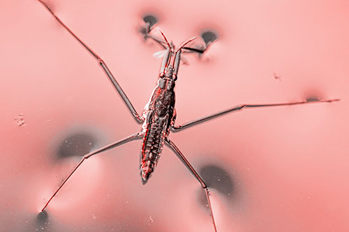 Water Strider Perched Atop Calm River (Red Tone Photo)