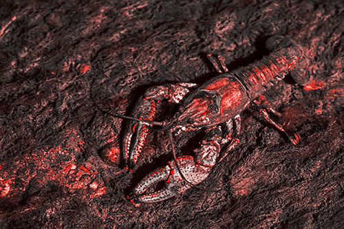 Water Submerged Crayfish Crawling Upstream (Red Tone Photo)