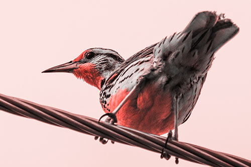 Western Meadowlark Keeping Watch Atop Powerline Wire (Red Tone)