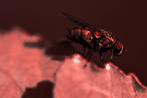 Wet Cluster Fly Walks Along Leaf Rim Edge (Red Tone Photo)