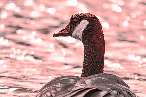 Wet Headed Canadian Goose Among Glistening Water (Red Tone Photo)