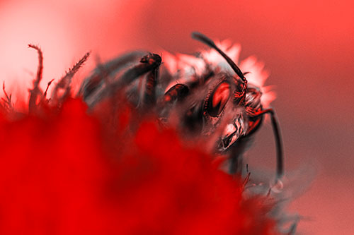 Wet Honey Bee Hiding Among Blanket Flower (Red Tone)
