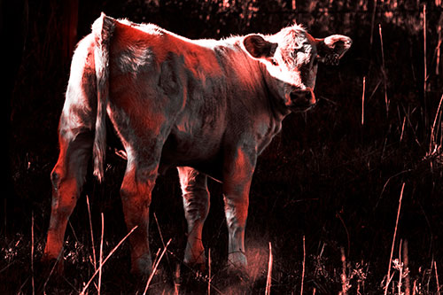White Cow Calf Looking Backwards (Red Tone Photo)