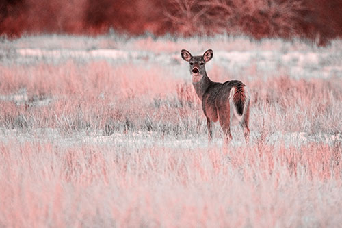 White Tailed Deer Gazing Backwards Among Snowy Field (Red Tone Photo)