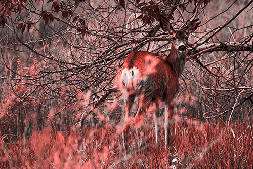 White Tailed Deer Looking Backwards Atop Grassy Pasture (Red Tone Photo)