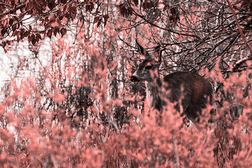 White Tailed Deer Looking Onwards Among Tall Grass (Red Tone Photo)