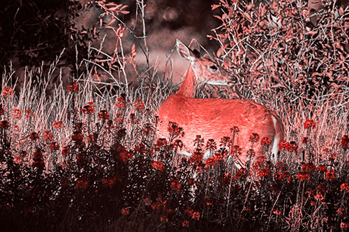 White Tailed Deer Looks Back Among Lily Nile Flowers (Red Tone Photo)
