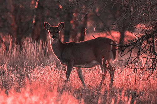 White Tailed Deer Spots Intruder Beside Dead Tree (Red Tone Photo)