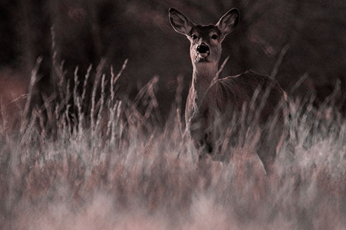 White Tailed Deer Stares Behind Feather Reed Grass (Red Tone Photo)