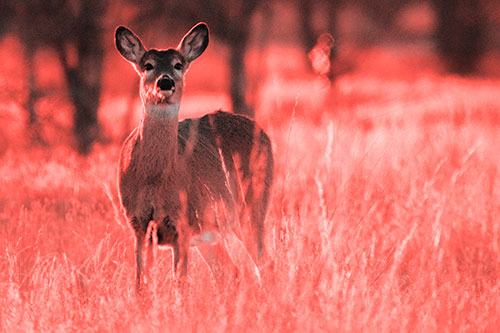 White Tailed Deer Watches With Anticipation (Red Tone Photo)