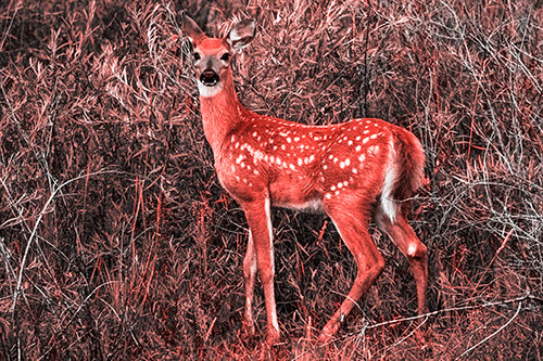 White Tailed Spotted Deer Stands Among Vegetation (Red Tone)