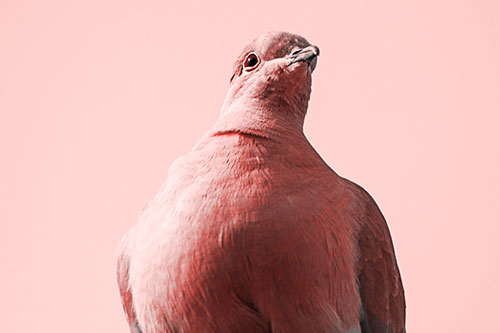 Wide Eyed Collared Dove Keeping Watch (Red Tone Photo)