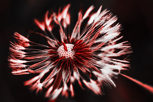 Wind Blowing Partial Puffed Dandelion (Red Tone Photo)