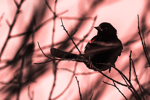 Wind Gust Blows Red Winged Blackbird Atop Tree Branch (Red Tone Photo)