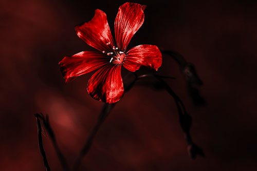 Wind Shaking Flax Flower (Red Tone Photo)