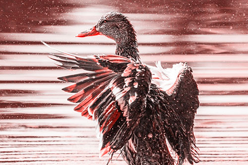 Wing Flapping Mallard Duck Splashing Lake Water (Red Tone)