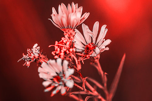 Withering Aster Flowers Decaying Among Sunshine (Red Tone Photo)