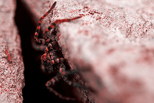 Wolf Spider Peeking Out Rock Crevice (Red Tone)