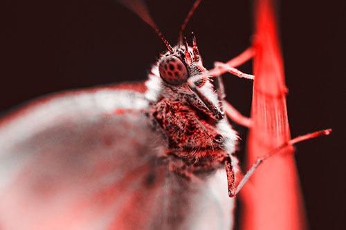 Wood White Butterfly Hugs Grass Blade (Red Tone Photo)