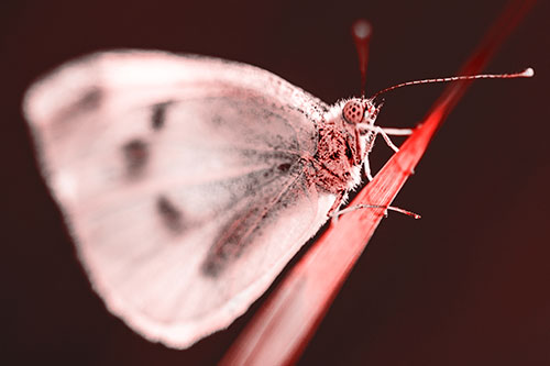 Wood White Butterfly Perched Atop Grass Blade (Red Tone Photo)