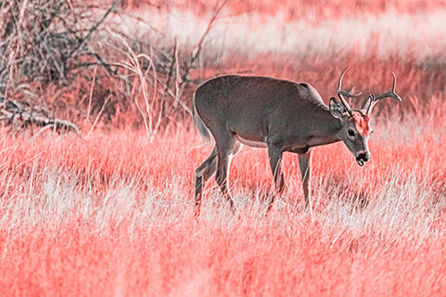 Yawning White Tailed Deer Wanders Among Grass Prairie (Red Tone)