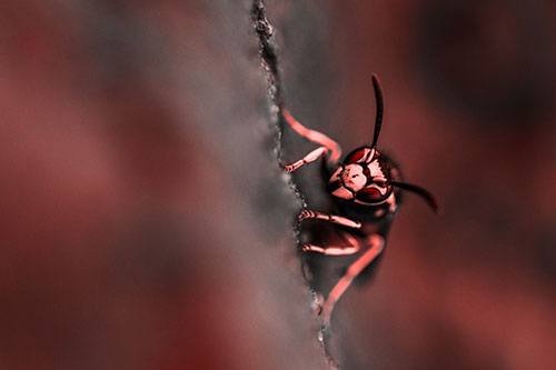 Yellowjacket Wasp Crawling Rock Vertically (Red Tone)